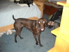 Hershey the Weimaraner