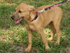 Bella the Golden Puppy