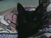 Bagheera the Kitten