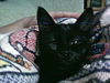 Bagheera the Kitten