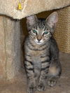 Romeo the Kitten
