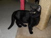 Juliet the Kitten