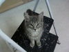 Remington the Kitten