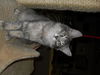 Remington the Kitten