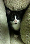 James Bond the Suave Kitten