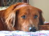 Buddy the Water Spaniel