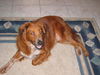 Buddy the Water Spaniel