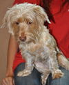 Taffy the Yorkie/Doxie Mix