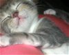 Lola the Purr Muffin Kitten