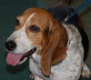 Daisy Bell the Bassett