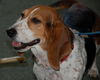 Daisy Bell the Bassett