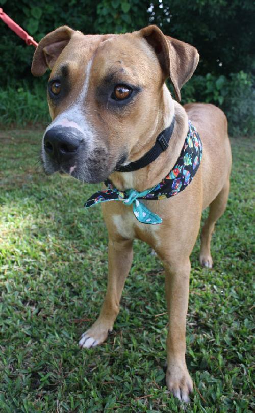 Mini store boxer mix