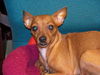 Fergie the Chihuahua