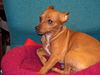 Fergie the Chihuahua