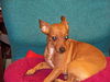 Fergie the Chihuahua