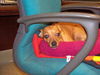 Fergie the Chihuahua