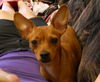Fergie the Chihuahua