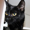 Lattee the kitten