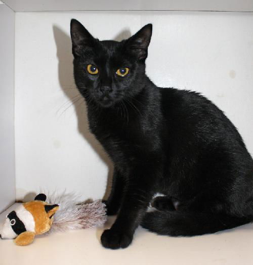 Lattee the kitten