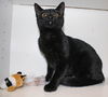 Lattee the kitten