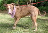 Baby Girl the Catahoula