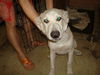 Reno the Shepard
