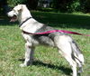 Reno the Shepard