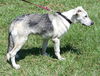 Reno the Shepard