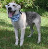 Reno the Shepard