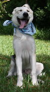 Reno the Shepard