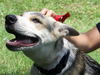 Vegas the Shepherd Collie