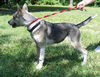 Vegas the Shepherd Collie