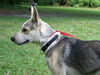 Vegas the Shepherd Collie