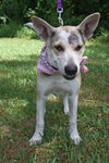 Vegas the Shepherd Collie