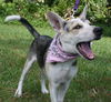 Vegas the Shepherd Collie