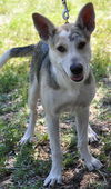 Vegas the Shepherd Collie