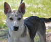 Vegas the Shepherd Collie