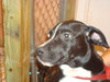 Jimmy Lee the Lab/Catahoula