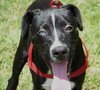 Jimmy Lee the Lab/Catahoula