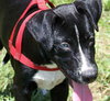 Jimmy Lee the Lab/Catahoula