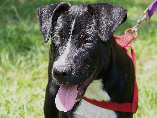 Jimmy Lee the Lab/Catahoula