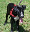 Jimmy Lee the Lab/Catahoula