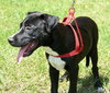 Jimmy Lee the Lab/Catahoula