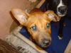 Elvin the Boxer