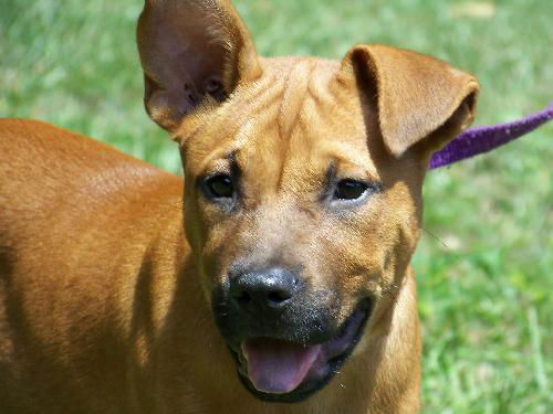 Elvin the Boxer