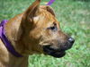 Elvin the Boxer