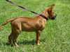 Elvin the Boxer
