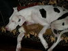 Stella the Great Dane