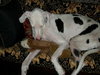 Stella the Great Dane