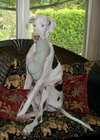 Stella the Great Dane